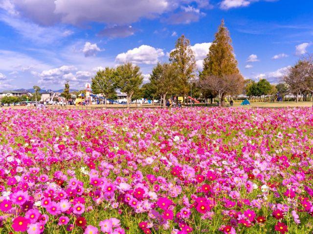 コスモスの風景